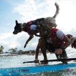 Спасителна жилетка за кучета Ezydog DFD рзмер xs - Image 5